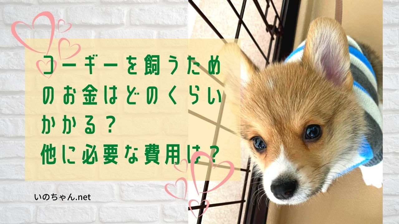 コーギーを飼うためのお金はどのくらいかかる 他に必要な費用は いのちゃん Net